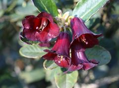 R.dichroanthum